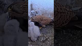 Falcon kestrels feed her nestlings [upl. by Amelie]