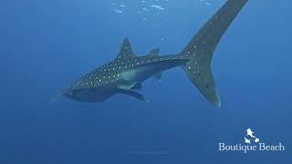 181024  Dives at Whale Shark Seven Heaven amp Randhi Week near Dhigurah South Ari Atoll  Maldives [upl. by Narud]