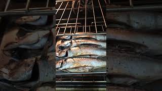 Steelhead in the oven [upl. by Anilosi]