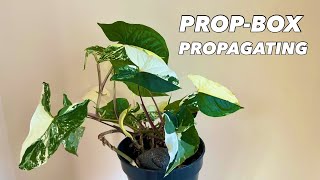 Perlite PropBox Propagation with Syngonium Podophyllum Albo Variegata [upl. by Dolph682]