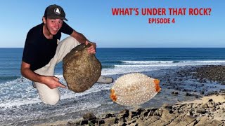 WHATS UNDER THAT ROCK EPISODE 4 A crab tried to steal my seashells Beach combing in Australia [upl. by Eelarat]