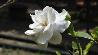 Care of Gandhraj  Gardenia Plant in Summer  Summer Care of Gardenia  Gandhraj  गंधराज [upl. by Odrick461]