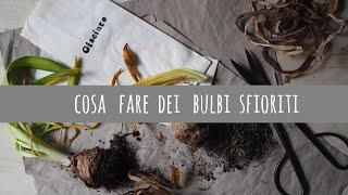 Cosa fare dei bulbi sfioriti [upl. by Nalek840]