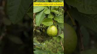 Amrood ke patton ke fayde  Amrud ke patte se sugar ka ilaj guavaleaves benefits youtubeshorts [upl. by Copp]