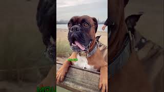 Why Do Dogs Foam at the Mouth Is It Serious dogbreeds dogshorts viral ytshorts [upl. by Nyrem]