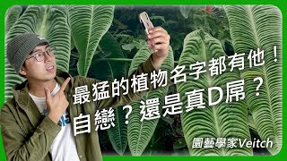 園藝狂人維奇團隊有多厲害 園藝故事 學名說明 veitchii Veitch [upl. by Janelle]