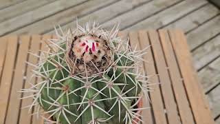 Melocactus curvispinus August 2024 [upl. by Jaeger]