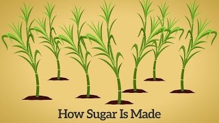 How Cane Sugar Is Made [upl. by Abey]