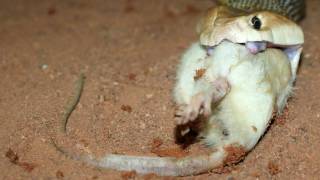 Taipan Feeding Australian Coastal Taipan [upl. by Divadleahcim]