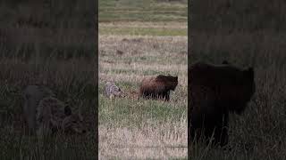 Coyote harassed grizzly to protect pups outdoors nature animals wildlife shorts [upl. by Atekal957]