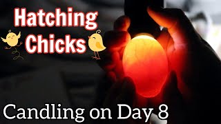 How To Candle Chicken Eggs  Day 8 of Incubation  Hatching Step By Step  Hals Hatchlings Series [upl. by Laurence]