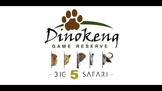 Exploring the Dinokeng Game Reserve Pretoria✔ [upl. by Leahcimdivad]