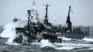 Sea Shepherd Attacked by Japanese Whaling Fleet [upl. by Cardie30]