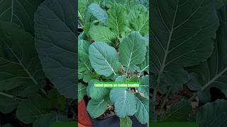 Collard greens are looking beautiful [upl. by Hoxsie]