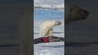 Polar Bears vs Seals A Hunting Epic [upl. by Calica]