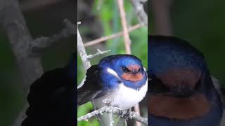 Kmečka lastovka Hirundo rustica [upl. by Hyps]