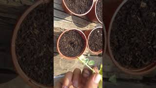 How To propagate A Euonymus In The UK Tutorial Video [upl. by Colner]