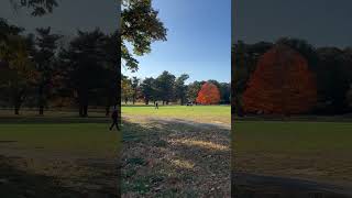 It’s officially Fall on the Bethpage Red golf course 🏌🏾 golf FallGolf ManhattanGolfers [upl. by Castorina789]