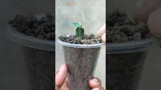 Germination🌿tree leaves 🌿plastic containergerminationgraftingplantsshortsgerdentips [upl. by Amikehs]