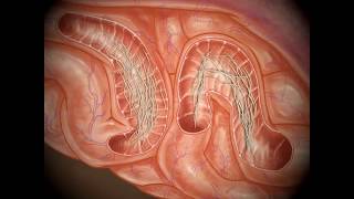 Roundworm Tracheal Migration Pathway in Dogs [upl. by Ylekalb125]