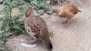 World Famous Bird Chakor  Beautiful Chakor  Pakistani Chakor  Chakor [upl. by Thay231]