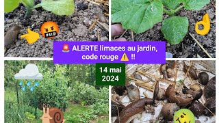 🚨 Les LIMACES contre attaque  🐌 Comment sen sortir 👌 [upl. by Oliva960]