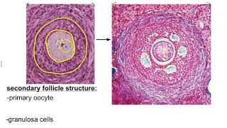 Ovarian Follicle Development [upl. by Rekyr]