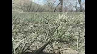 What is Cheatgrass [upl. by Allis]