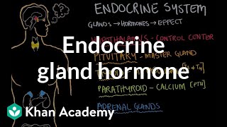 Endocrine gland hormone review  Endocrine system physiology  NCLEXRN  Khan Academy [upl. by Arinaid]