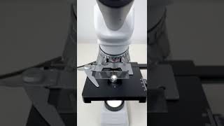 Mold magnified 400 times is surprisingshorts fyp science microscope shortsvideo [upl. by Paucker]