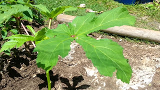 How to Prune OKRA [upl. by Oicnaneb491]