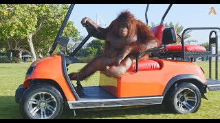 Animalia Orangutan Rambo drives her golf cart [upl. by Dael932]