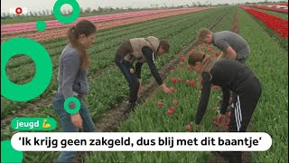 Deze kinderen werken op de bollenvelden in de meivakantie [upl. by Antonietta537]