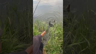 Fishing A Beautiful Stagecoach Reservoir In Oak Creek Colorado Pike fishing shorts world fun [upl. by Inahpit110]