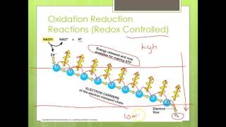 Chemiosmosis and Substrate Level Phosphorylation [upl. by Simonette]