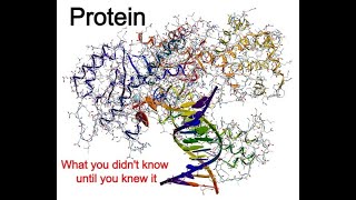 Protein what you didnt know until you knew it [upl. by Arlene]