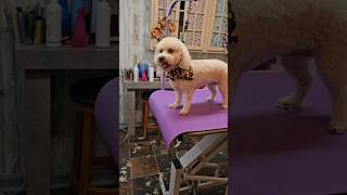 Bichonpoodle dog haircut grooming [upl. by Ajiram]