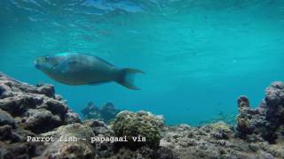 Sea Creatures of Curacao [upl. by Tombaugh74]