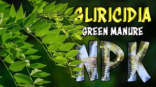 Gliricidia sepium Green Manure  Organic NPK FertilizerManure [upl. by Valentino]