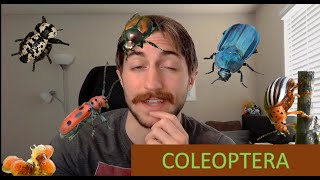 Coleoptera The Beetles  Order Spotlight [upl. by Ballinger]