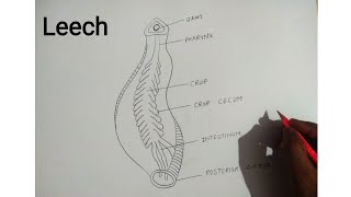 how to draw leech diagram [upl. by Llenil]