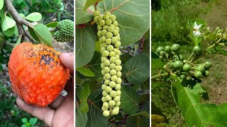 10 Frutas Típicas da CAATINGA Mais Incríveis e Curiosas [upl. by Marx]