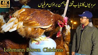 A rare gift of winter highegg Lohmann Brown hens  هدية نادرة لفصل الشتاء، دجاج لوهمان البني [upl. by Atteuqahc]