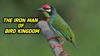 The iron man of bird kingdom Coppersmith barbet bird [upl. by Anavlys]