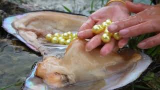 Finding Mollusks from Stream water and River side water Adventures by PearlCollection11 [upl. by Kcirdled7]