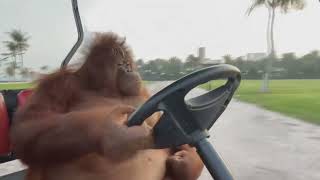 Орангутанг за рулём под Бумер Famous orangutan driving a golf cart [upl. by Ellicul]