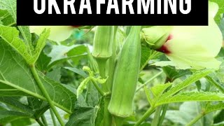 Vegetable 🥒 farming as a business okra farming [upl. by Liddie]