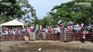 Rodeo montubio por el día de la interculturalidad en Salitre [upl. by Idoc]