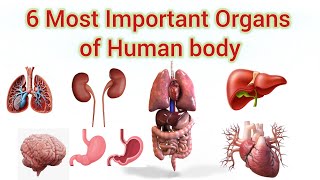 6 Most important organs in the Human body  Human Anatomy [upl. by Nimzaj]