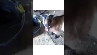 Funny Goat Sounds  Shorts Video Goat Sounds [upl. by Lateehs]